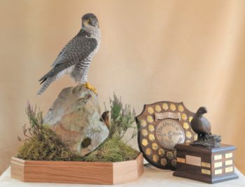 Gyrfalcon by Mike Gadd 2008
