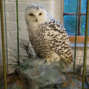 Snowy Owl 2007