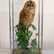 Tawny Owl 2007