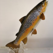 Brown Trout 2007
