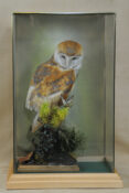 Barn Owl by Stewart Barber 2009
