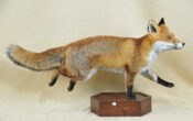 Fox by Dave Hornbrook 2009