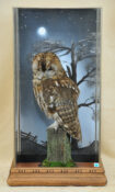 Tawny Owl by Stewart Barber 2009