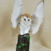 Barn Owl by Dennis Baker 2009