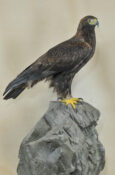 Golden Eagle by Mike Gadd 2009