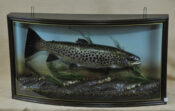 Brown Trout by William Hales 2009