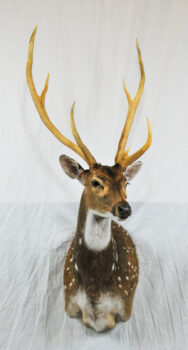 Axis Deer by Gary Tatterton 2009
