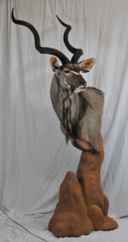 Kudu by Dave Hollingworth 2009