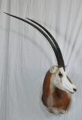 Scimitar Oryx by Phil Leggett 2009