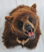 Brown Bear by Steve Newcombe 2009