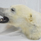 Polar Bear by Steve Newcombe 2009