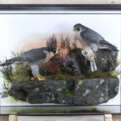 Peregrine Falcons by Mike Gadd 2011