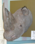 Reproduction Rhino Head 2011