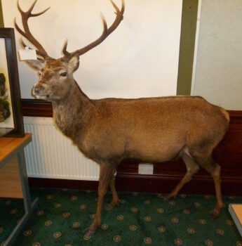 Red Stag by Stuart Jefferies 2011