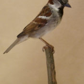 House Sparrow 2011