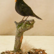 Blackbird 2011