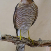 Sparrowhawk 2011