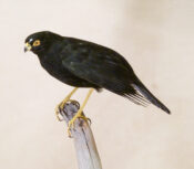 Sparrowhawk/Blackbird by James Dickinson 2011