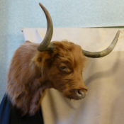 Highland Cow Head 2011