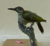 Green Woodpecker by Tom Hembra 2012