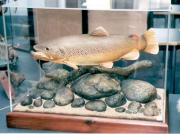Brown Trout by Dave Vanden Bos 1999