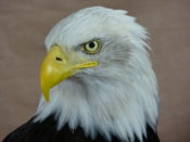 Bald Eagle by Mike Gadd
