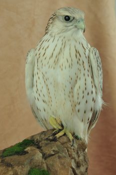 Gyrfalcon by Mike Gadd 2009