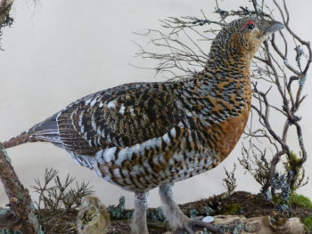 Capercaillie by Colin Scott 2012