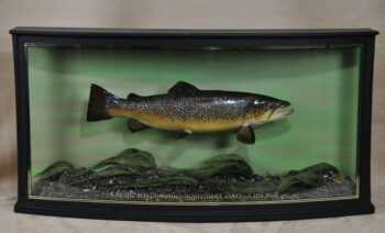 Brown Trout by Will Hales 2009