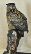 Eagle Owl by Carl Church 2009