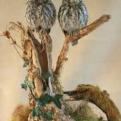 Little Owls by Mike Gadd 2007