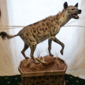 Hyena 2011