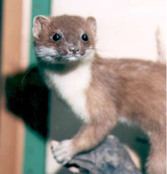 Stoat by Mike Gadd 1999