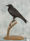 Crow by Stephen McIntyre