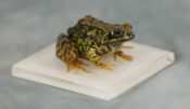 Frog by Drew Bain