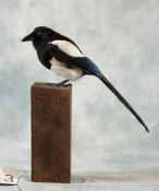 Magpie by Isobel Hiom
