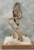 Ural Owl by Simon Askew