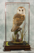 Barn Owl by Donal Mulcahy