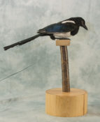 Magpie by Clare Foster