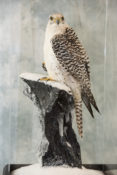 Gyr Falcon by Nigel Barton