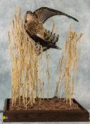 Goshawk/Black Sparrowhawk by Nigel Barton