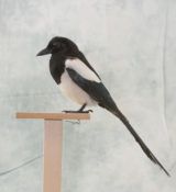 Magpie by Michael Dunne