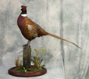 Ring-necked Pheasant by Donal Mulcahy