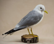Common Gull by Andrea Probert
