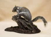 Grey Squirrel by George Jamieson