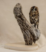 Tawny Owl by Chris Voisey