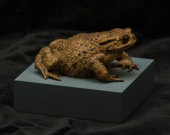 Toad by James Dickinson