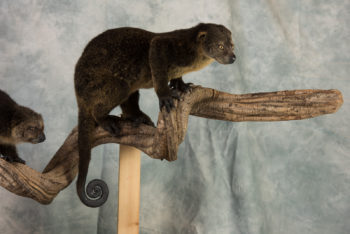Bear Cuscus by Derek Frampton
