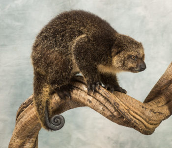 Immature Bear Cuscus by Derek Frampton