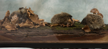 Hedgehogs by Martin Bourne